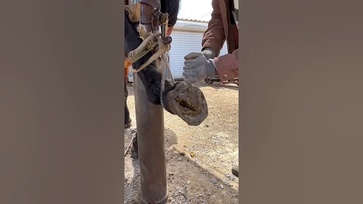 Traditional techniques: work on donkeys before hoof trimming, cleaning hooves #shorts #animals