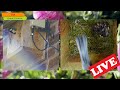 Great Tit nest UK LIVE