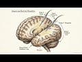 The Brain Computer Interface Chasm Engineering Autonomy - Neuralink will change our lives forever.