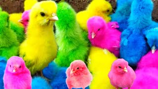 Catch Cute Chickens, Colorful Chickens, Rainbow Chicken, Rabbits, Cute Cats, Ducks, Animals Cute157