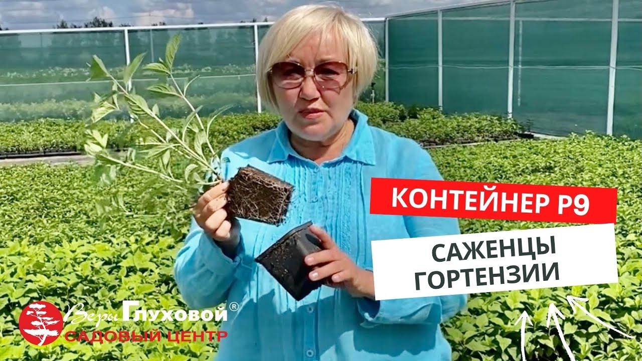 Питомник глуховой каталог гортензий. Питомник веры Глуховой. Питомник веры Глуховой,гортензии Окс. Питомник веры Глуховой купить гортензии каталог. Садовый центр веры Глуховой каталог гортензий цены.