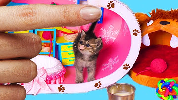 RESCUE the Smallest KITTEN in the World 🐱😍 And building a NEW MINIATURE HOUSE for CAT