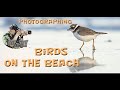 Photographing birds on the beach