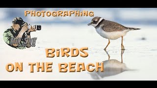 Photographing birds on the beach