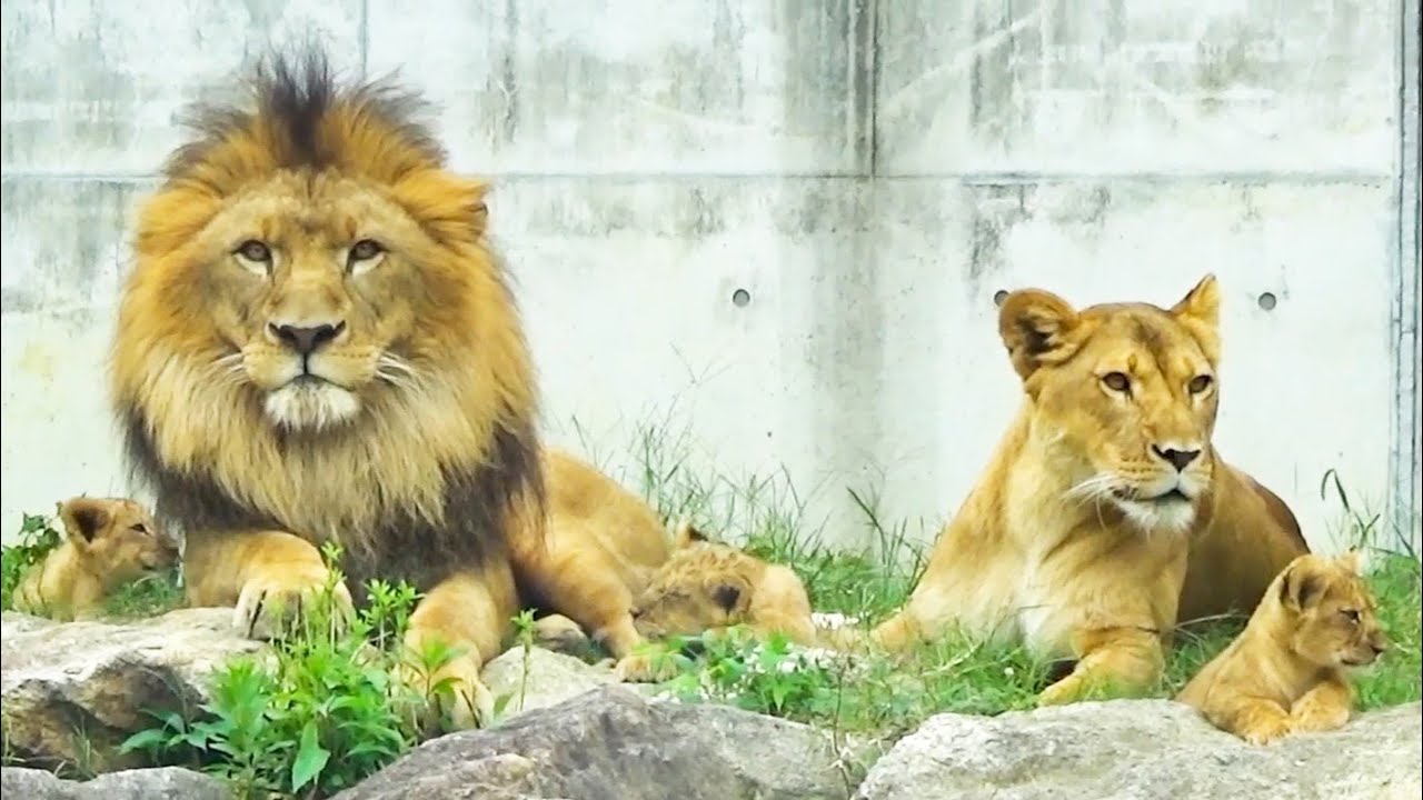 Peaceful Lion Family Moment 🦁 Dad Earth & Triplets 💖