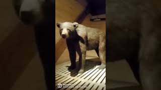 Raining at the Ark Encounter #short Raining at the Ark Encounter #short