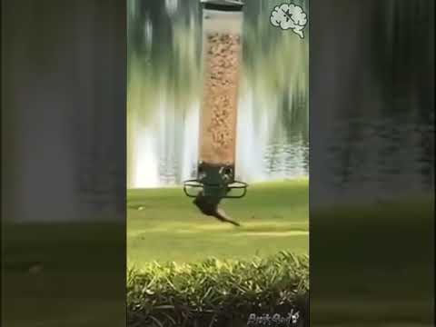 Squirrel goes interstellar