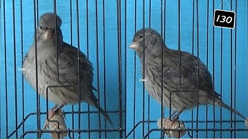 Self Blue Yellow Hen Moult Not Complete 130
