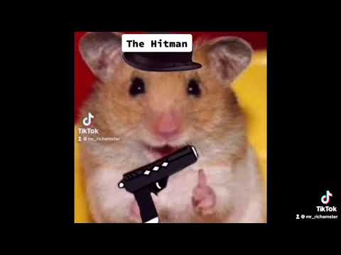 Join The Hamsters On Tik Tok Youtube