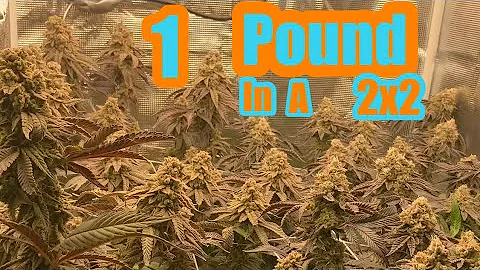 GROWING 1 POUND IN A 2X2 HOW TO GET BIG YIELDS IN SMALL SPACE