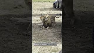 Elephants Save a Giraffe From Deadly Lion Attack #wildlife #animals #shorts