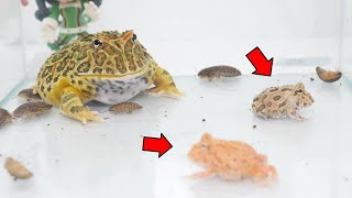 Frogs eat a lot of frogs【WARNING LIVE FEEDING】