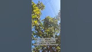 Profil Desa Ngampel Kulon, ngampel, Kendal, Jawa Tengah. KKN MIT-16 POSKO 43 UIN WALISONGO SEMARANG