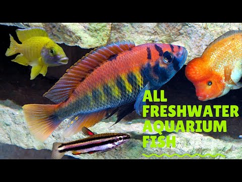 ALL FRESHWATER AQUARIUM FISH SPECIES