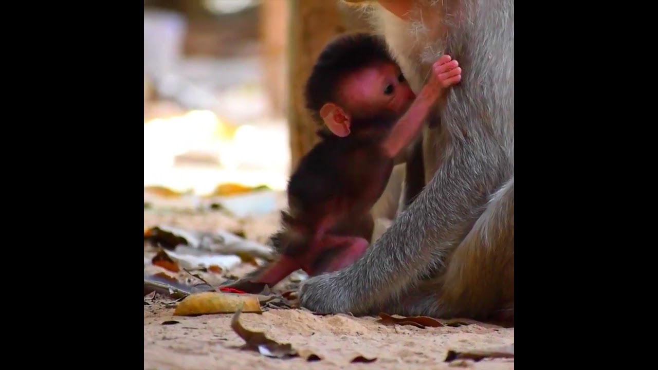 The baby hugged mom get milk  
