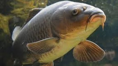 Nguyên nhân và cách khắc phục cá chép cá hiện tượng nấm, đỏ mang rồi chết