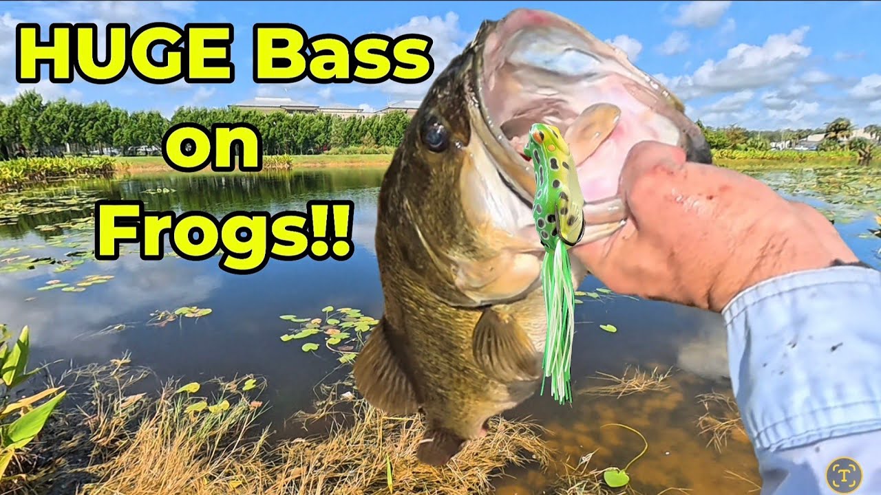 HUGE Bass on Topwater Frogs! (Trophy Lake Return) 🐸💥