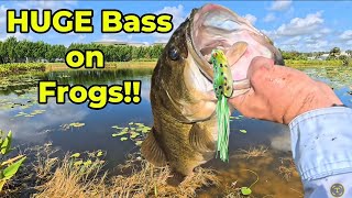 HUGE Bass on Topwater Frogs! (Trophy Lake Return) 🐸💥