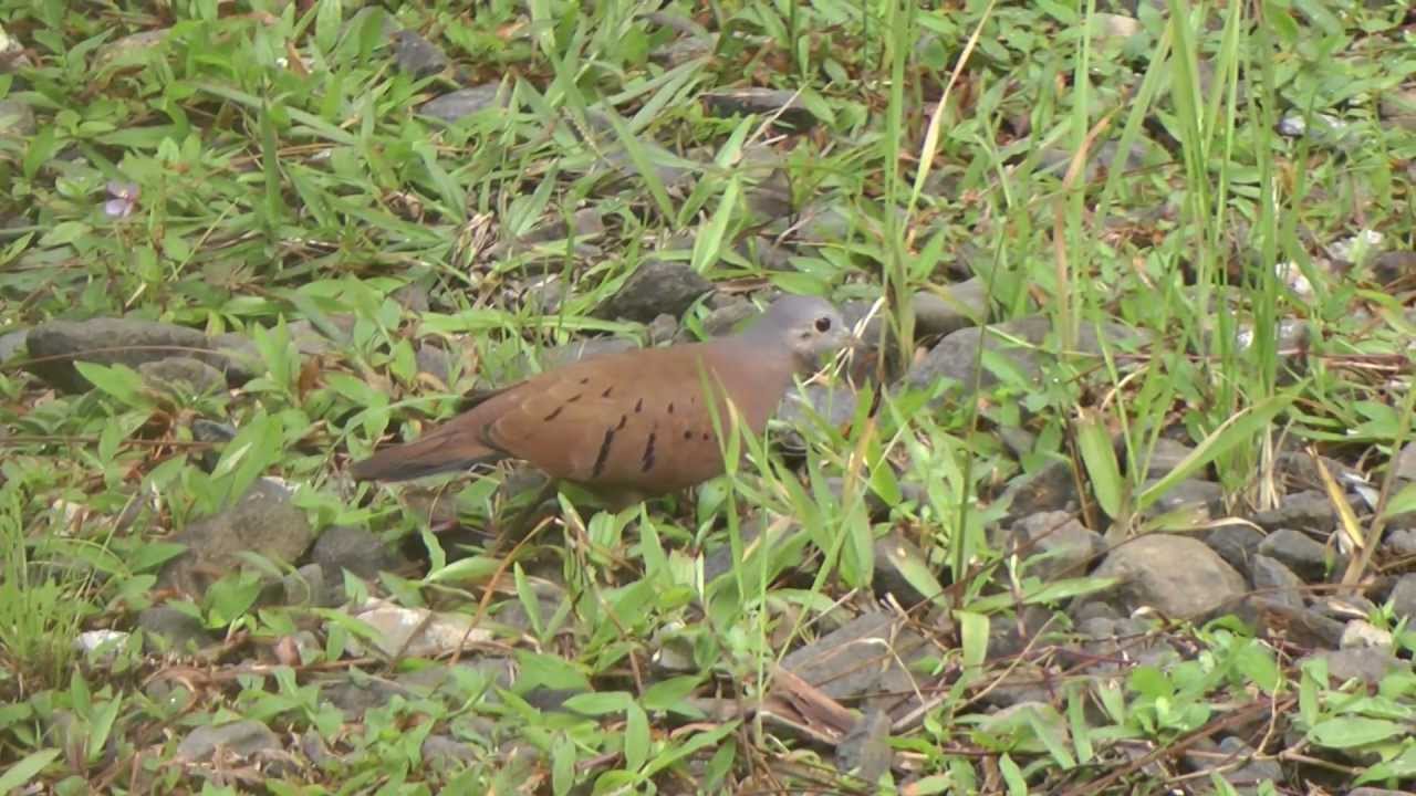 New Yard Bird burning film coreen