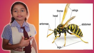 Body Parts Of An Insect | Science