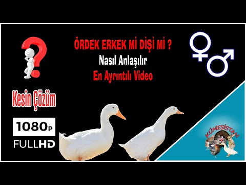 Video: Bir ördek Nasıl Söylenir