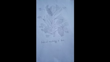 Pinus | external morphology of pinus#diagram #botany #shorts