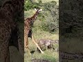 Giraffe gives BIRTH! | andBeyond Klein&#39;s Camp | WILDwatch