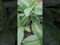 Tobacco Plants Have Grown #garden #gardening #tobacco #farming #growyourownfood #tobaccotalk