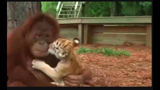 Tiger cubs have Orangutan Mom
