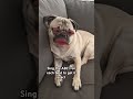 Pug says OH #trending #shorts