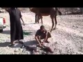 ناقه تلد تؤام في ضواحي مكة المكرمة .. سبحان الله