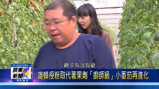 109 0115 雄蜂授粉取代著果劑「廚師級」小番茄再進化