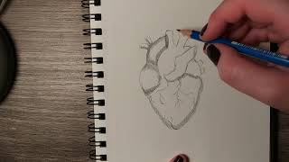 ASMR Drawing an Anatomical Heart for Valentines | Unintentional asmr | Lofi | No Talking screenshot 4