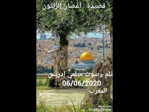 قصيدة شعرية أ غصان الزيتون