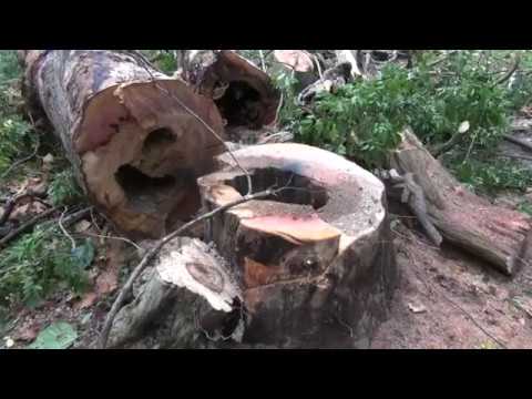 ზამთრის ცივი დღეების დადგომასთან ერთად გაიზარდა შეშაზე მოთხოვნა