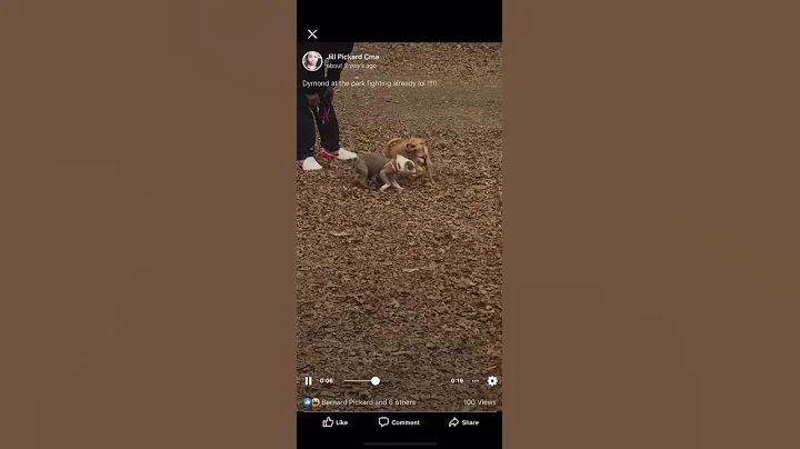Dymond Playing Chihuahua