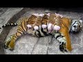 A Mother Tiger Adopts Piglets and Raises Them as Her Own