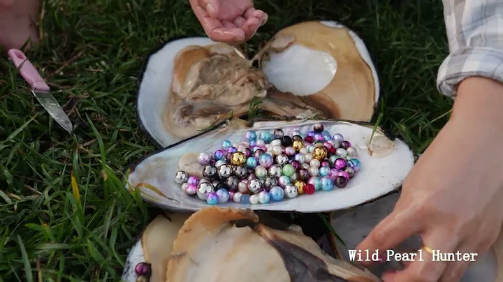 Pearl hunters hunt for mussels hidden under silt, ...