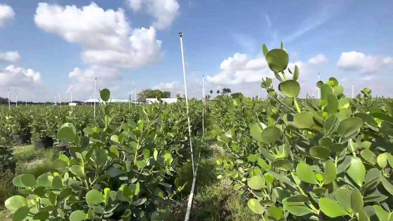 Farm Networks-Clusia Nursery