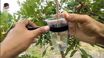 How to air layering Longan, simple work | New methods - my agriculture
