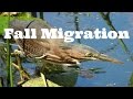 Fall migration