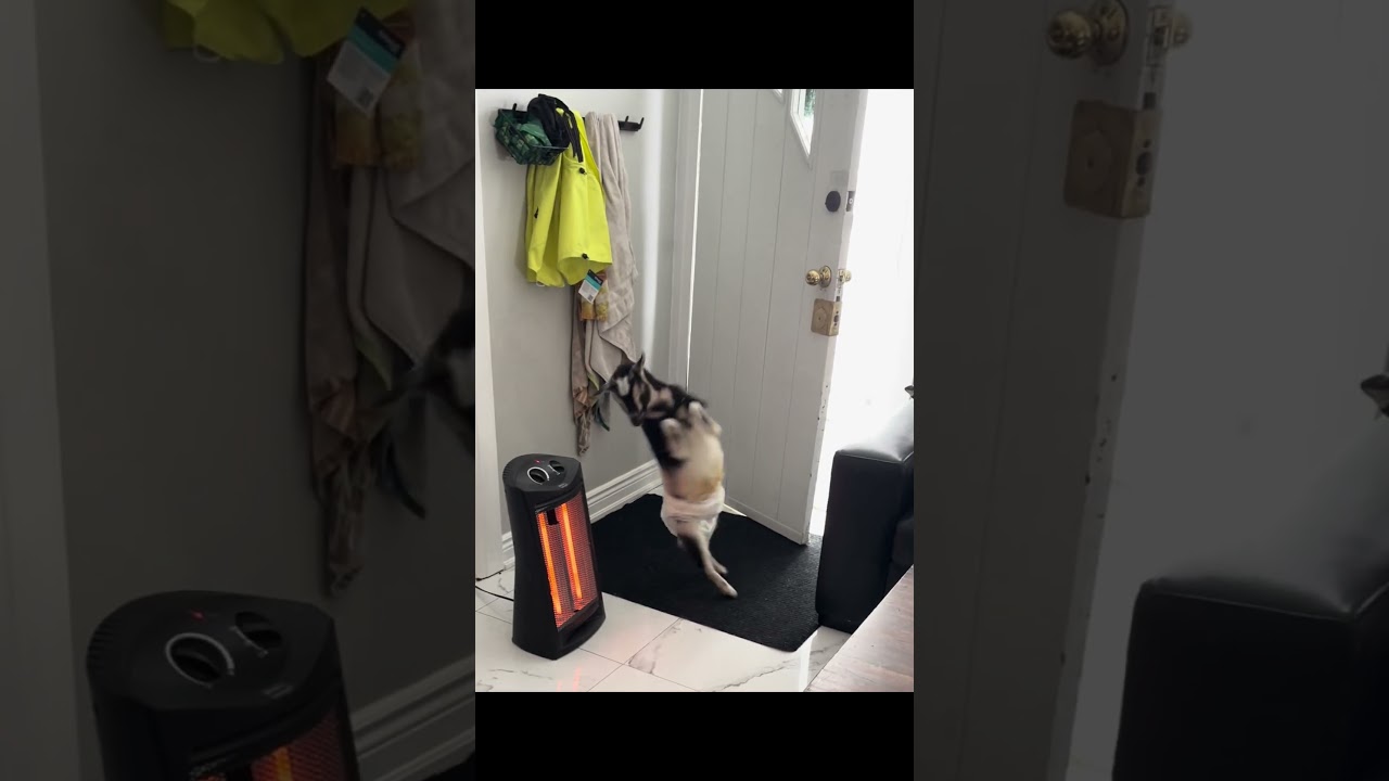 Heat quit, cold chose violence, blankets failed — and Boo’s plotting revenge on winter 🐐🥶🪓