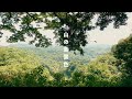 山の音景色。鳥の歌と風のささやき | 自然の音 | 3時間 ambient sound | ASMR | 癒し＆睡眠