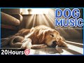 Musique apaisante pour chiensmusique antisparation pour soulager lanxitdormir pour animaux
