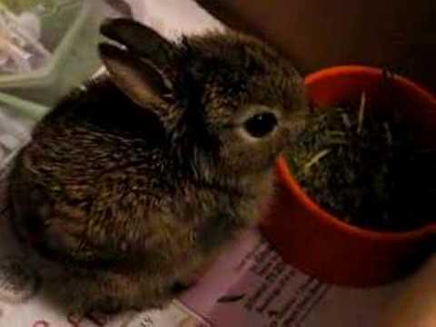 Baby Wild Rabbit Eating Youtube