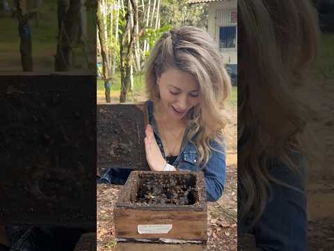 Meeting stingless bees in the Amazon rainforest