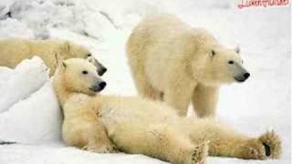 Wuko's - De ijsbeer komt toch uit het Noorden (original) chords