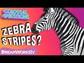 Zebra Stripes Quiz