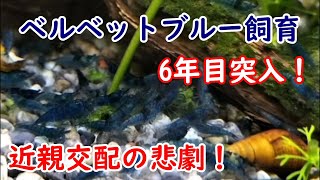 10匹スタートで1000匹以上を維持！【青いエビ、ベルベットブルー飼育から5年】～近親交配が及ぼす影響・小型化問題～