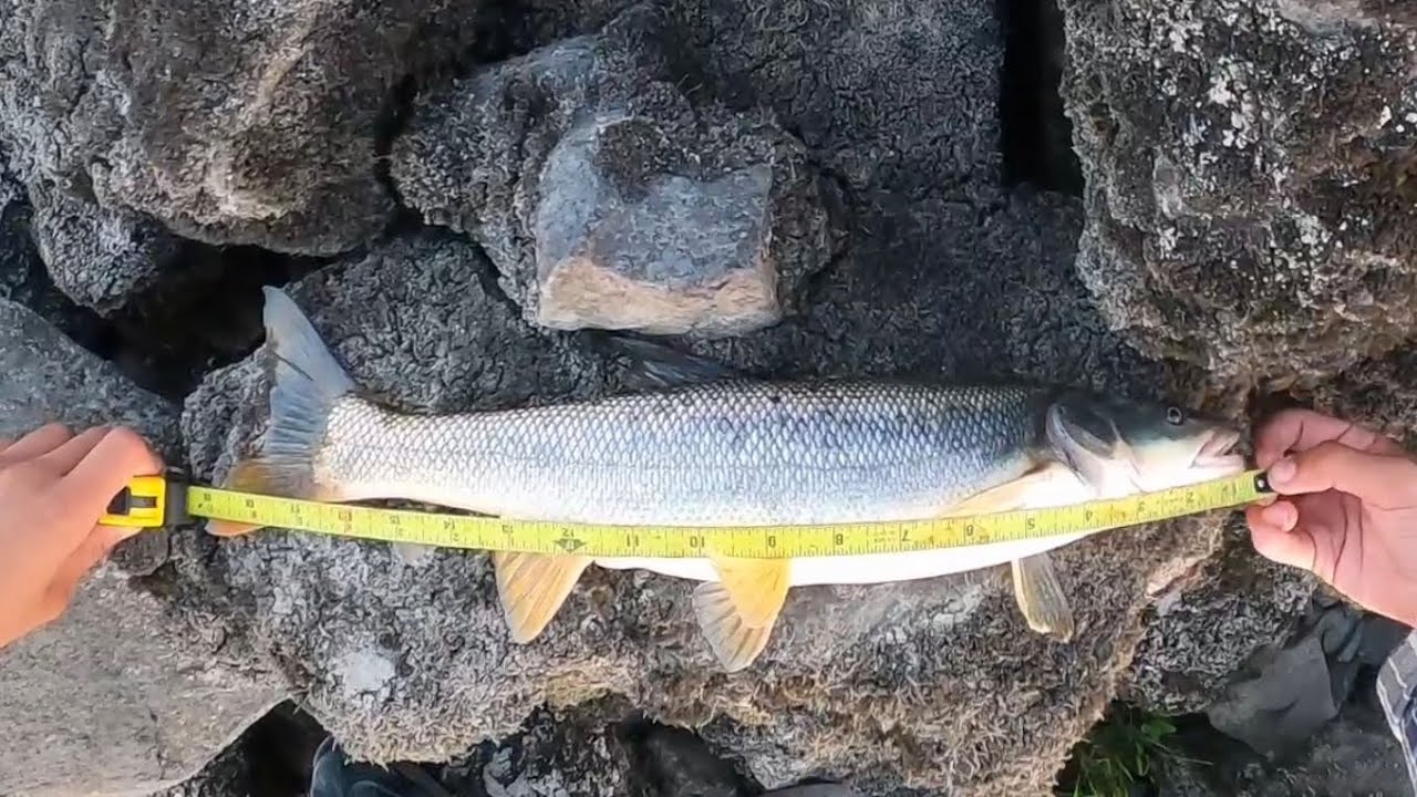 Columbia River summer bass fishing